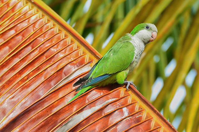 Monk Parakeet on Palm