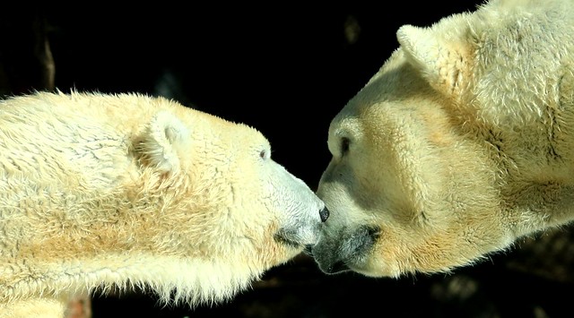 Polar Bears - Kalluk and Tatqiq - seeing eye to eye