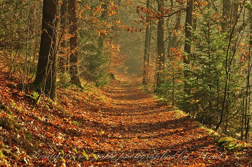 beautiful forest path