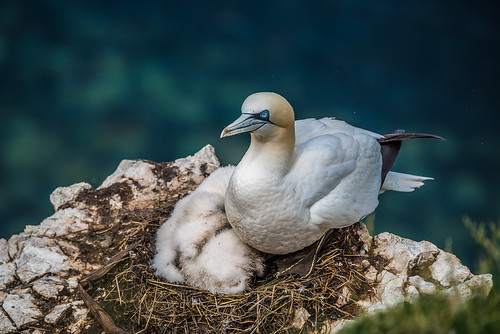 gannets | by Star*sailor