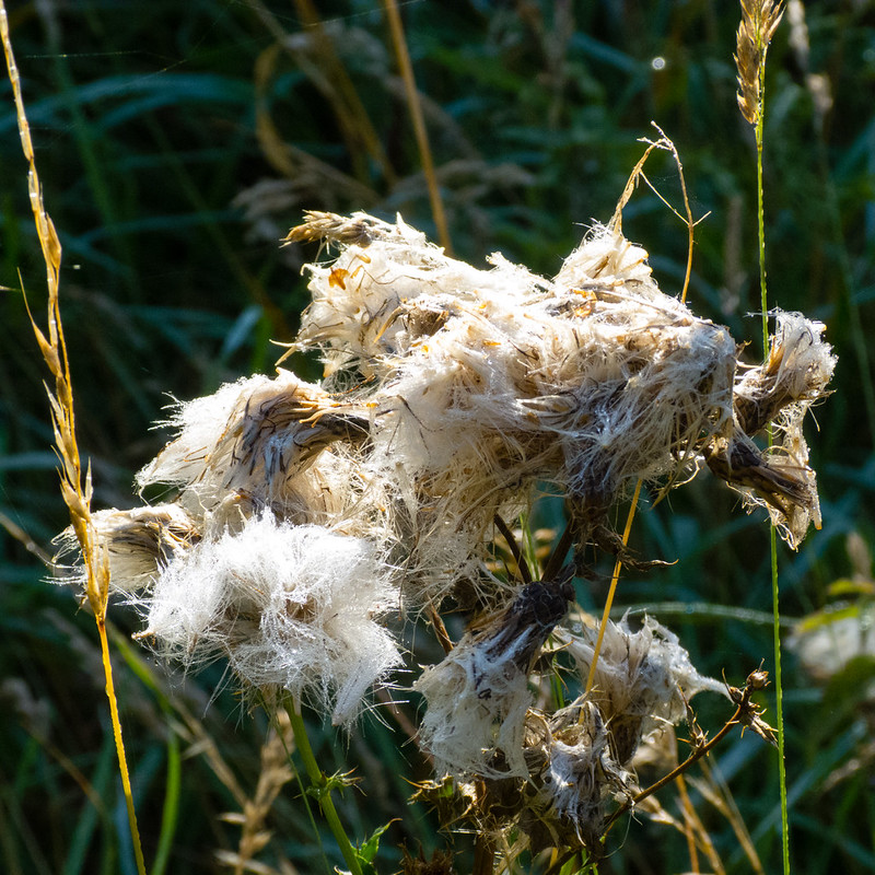 Matted thistledown