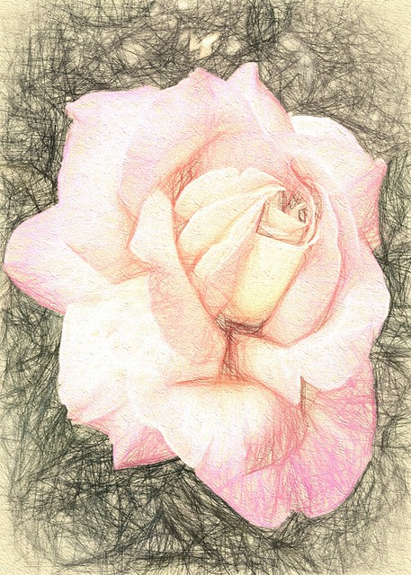 Rose - Colour Sketch