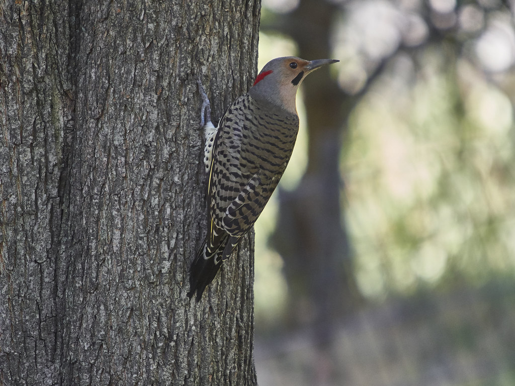 Northern Flicker | OLYMPUS DIGITAL CAMERA | Alan Watling | Flickr