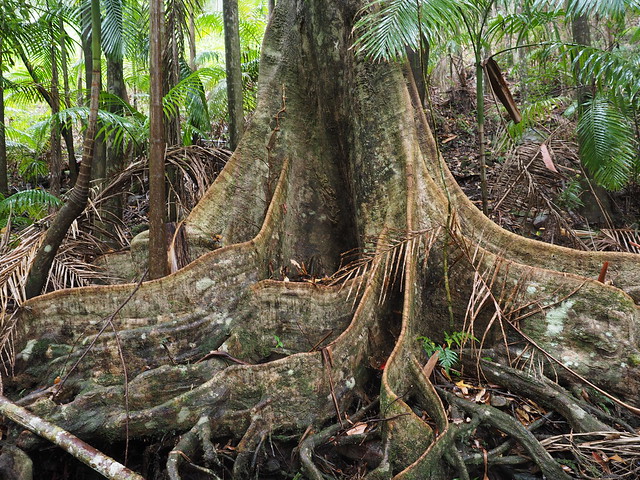 Elaeocarpus grandis Buttress Roots