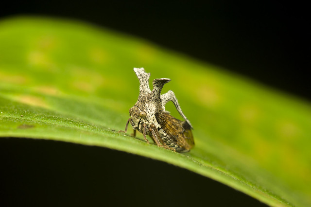 Little plant hopper with crown