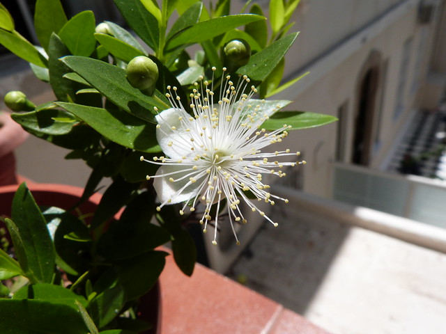 Myrtle Flower (1)