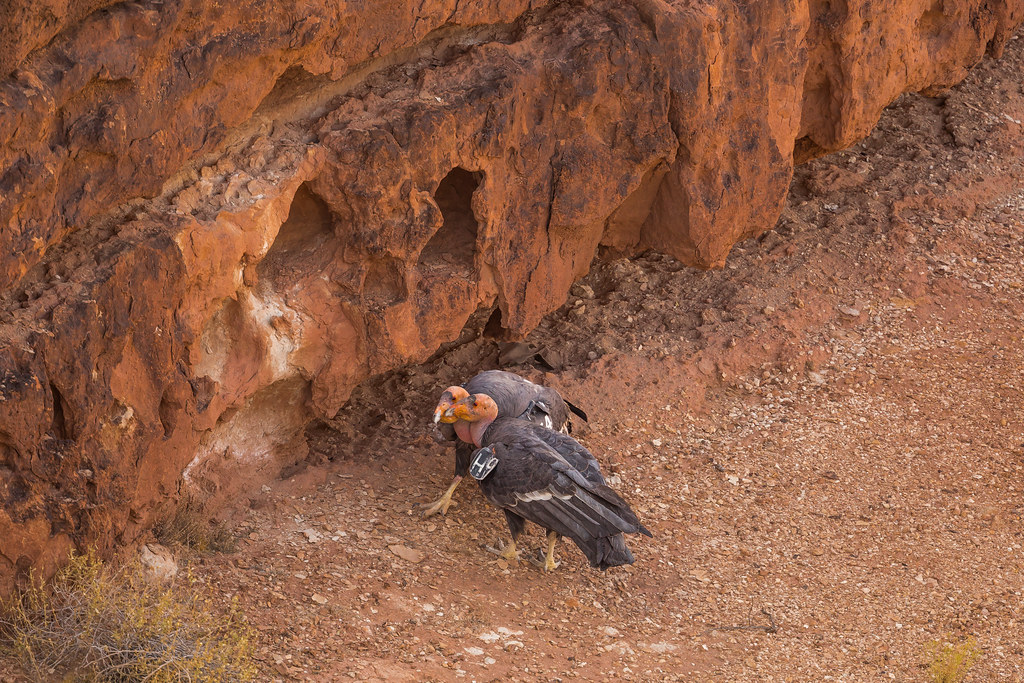 California Condor Courtship near Navajo Bridge | California … | Flickr