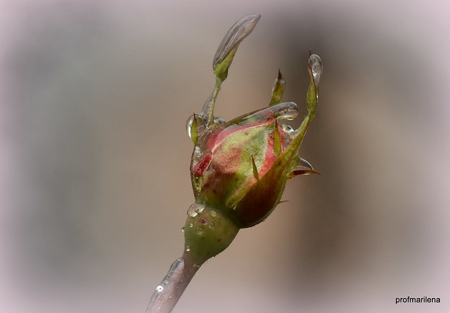 DSC_8140-001  frozen rosebud , but it will bloom anyway
