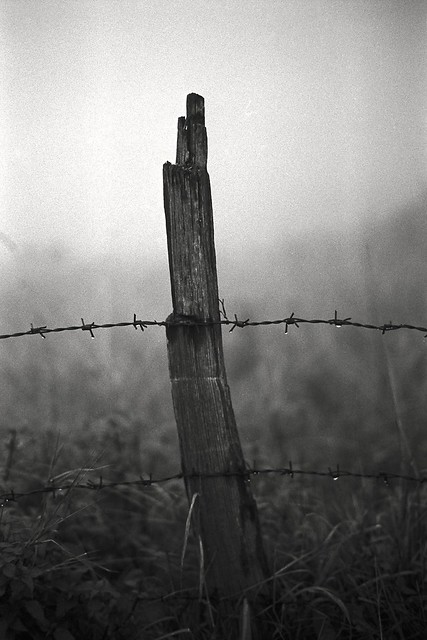 Rain on barbed wire