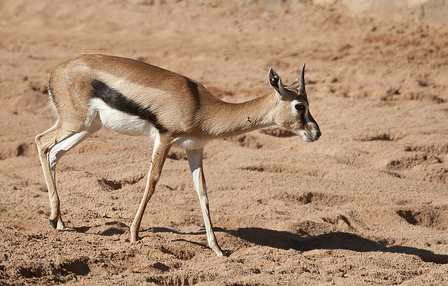 Eudorcas thomsonii - Thompson's Gazelle