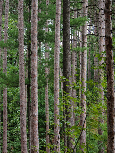 trees summer ontario forest woods olympus omd em5