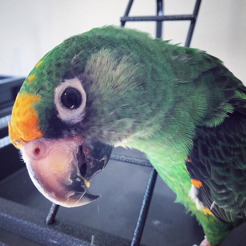 Hellooo. 🐦 #jardineparrot #poicephalus #parrot #parrotlover #parrotstagram #parrotsofinstagram #birdsofinstagram | by Sara Hopkins Art