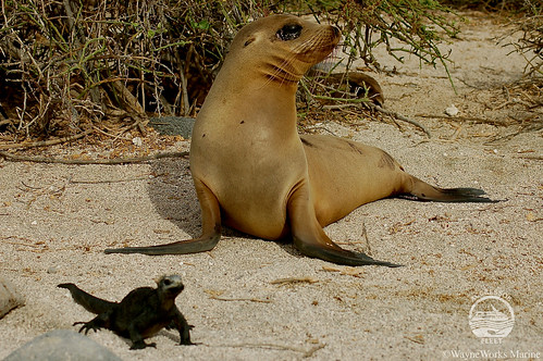 Galapagos-Land8