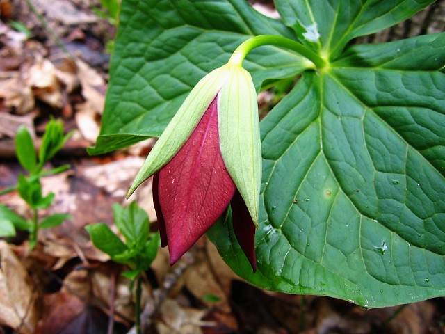 Red trillium not yet fully opened