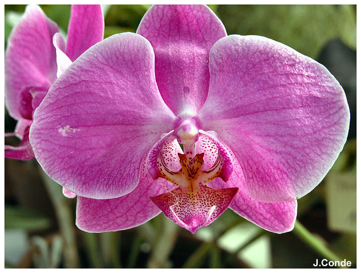 Exposição de Orquídeas | Jose Rocha | Flickr