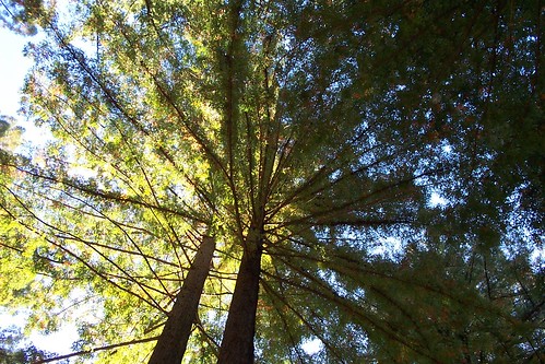 miranda redwoods in the sky