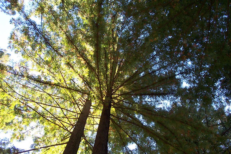 miranda redwoods in the sky