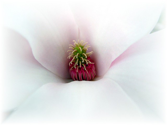 FLOWER FROM MY MAGNOLIA TREE