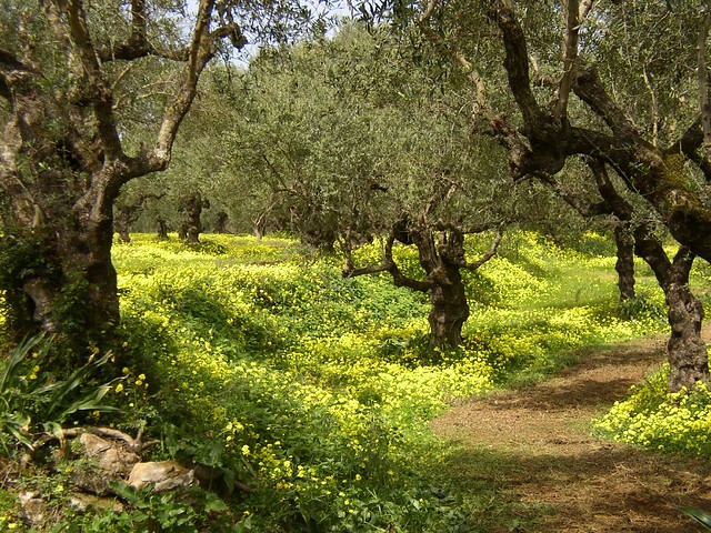 Spring Olive Grove, Zakynthos, Greece
