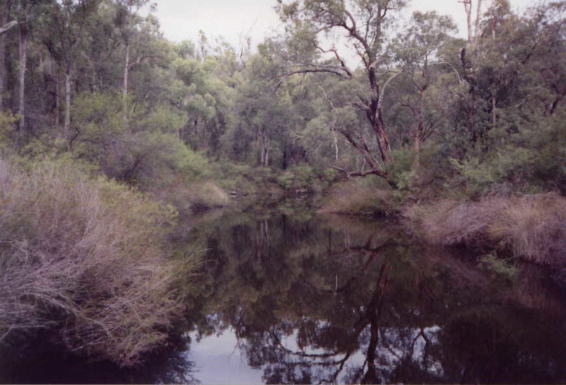 Typical Western Australian Bush