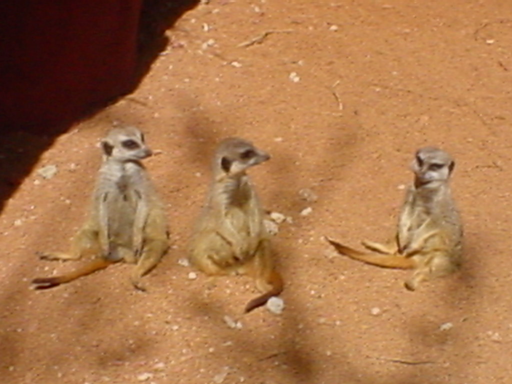 Meerkats Chillin’