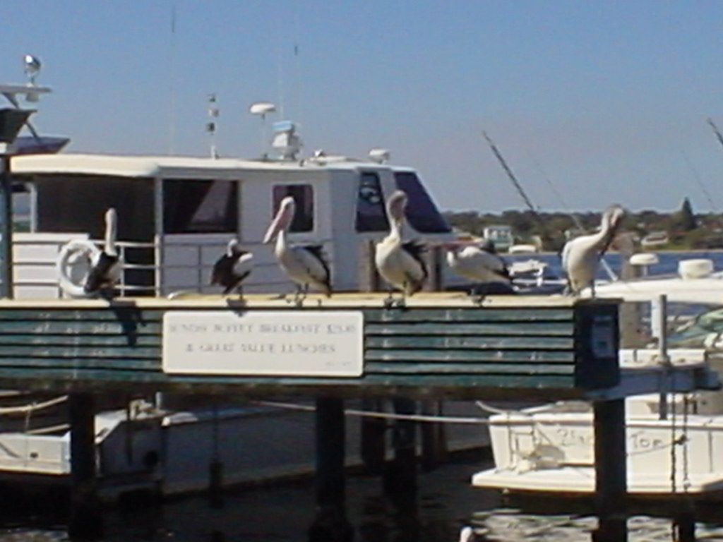 Pelicans On The Perch