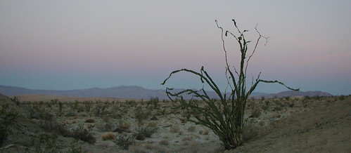 california ca camp silhouette sunrise dawn march flora desert anzaborrego campsite ocotillo anzaborregodesertstatepark fouquieriasplendens fouquieria yaquipass