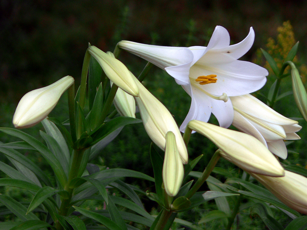 Lilium longiflorum | Lilium longiflorum, Easter Lily. @ the … | Flickr