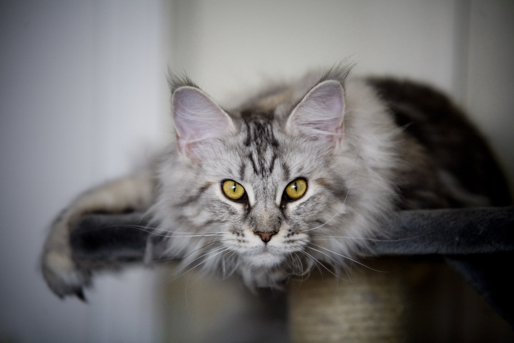 lynx maine coon for sale