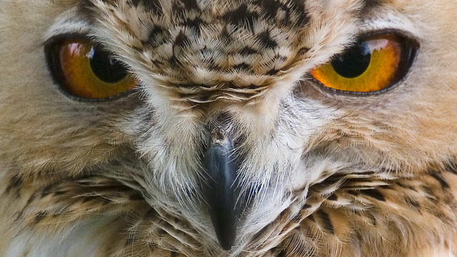 Oscar's Eyes, Pharaoh Eagle Owl (Bubo ascalaphus)