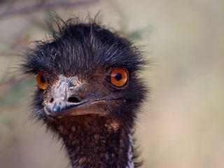 Inquisitive Emu | by Peter Nijenhuis