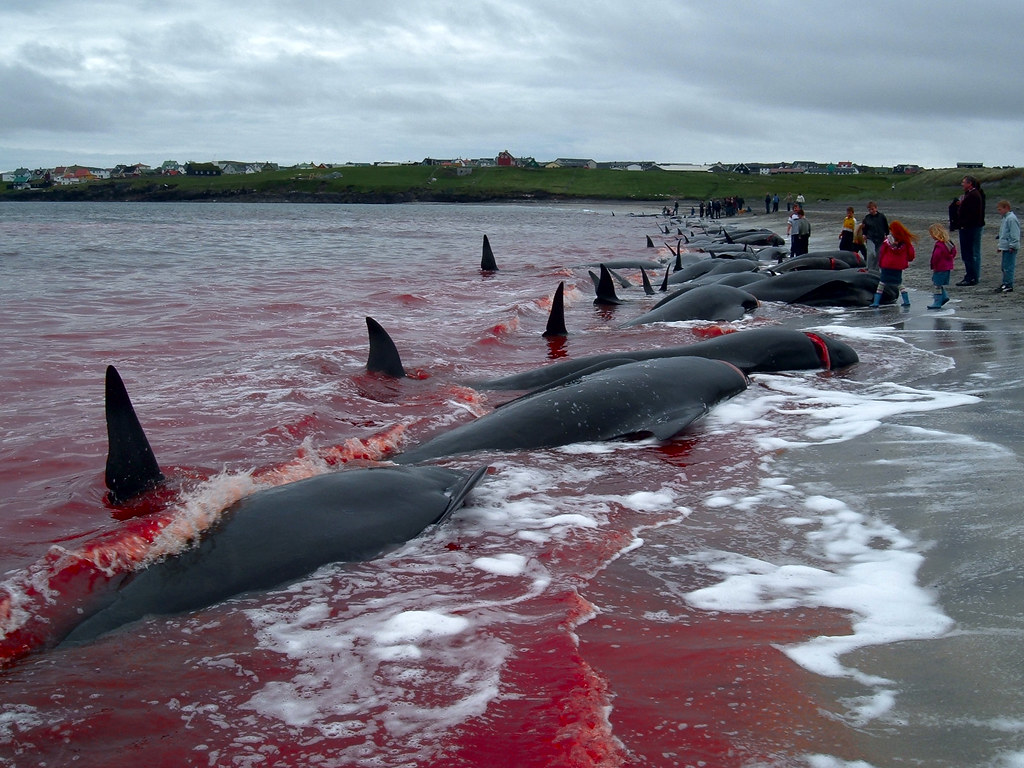 The Faroe Islands: Grindadráp | We still eat whale meat in t… | Flickr