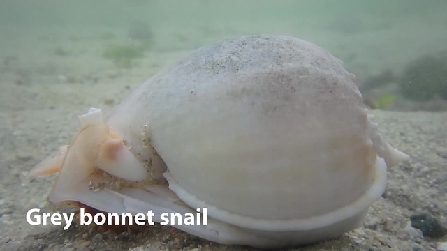 Grey bonnet snail (Phalium glaucum)