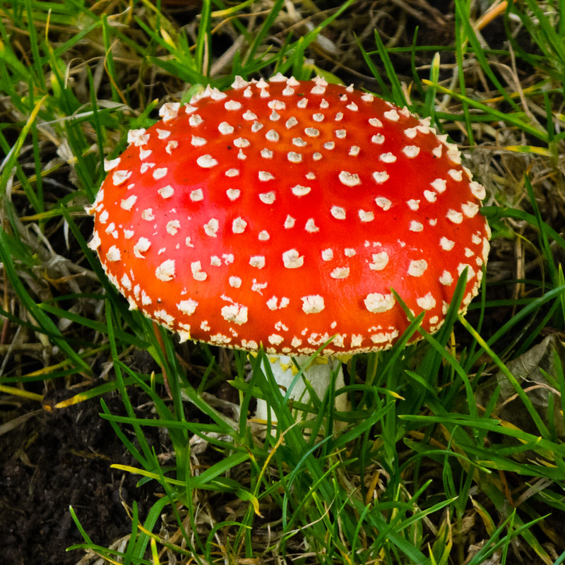 Young fly agaric, Bantock Park