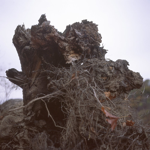 us unitedstates pennsylvania roots hasselblad fujifilm fujichrome treestump monessen