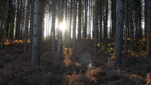england hampshire uk newforestnationalpark trees pines forest woodland worldtrekker