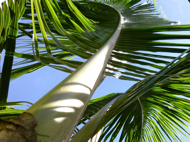 Coconut Palm Fronds