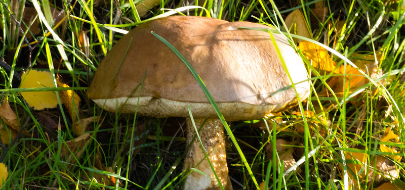 Brown Birch Bolete