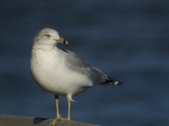 Ring-billed Gull, Dunkirk Harbor, NY