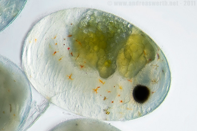 Shrimp egg / Garnelenei (Neocaridina)