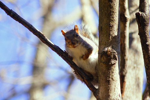 DSC02857 by Stephen_C., This guy posed a few times for me, but after I took this picture he started throwing acorns at me. T