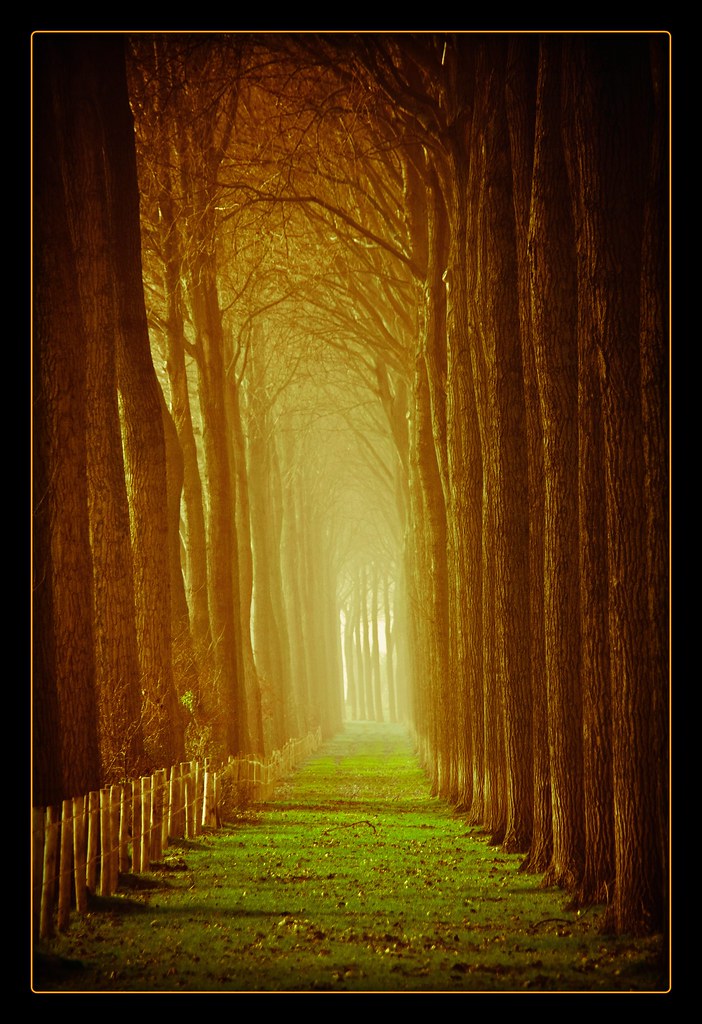 Holland-Allee by NPPhotographie