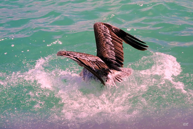 Pelican Splashdown
