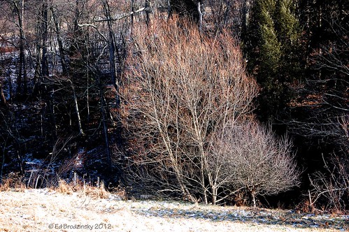 trees winter rural upstatenewyork newyorkstate hillside elkcreek schenevus otsegocounty edbrodzinsky