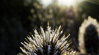 Frosted thistle