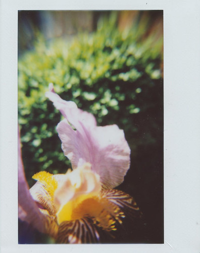 iris_macro_may_2016 | by Judy M. Boyle