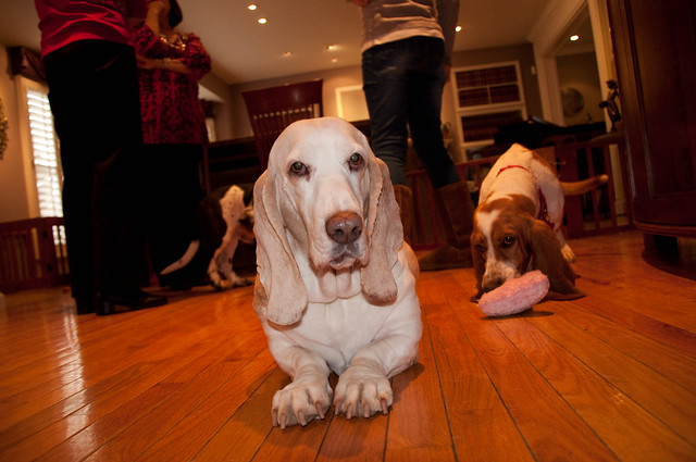 Basset Party