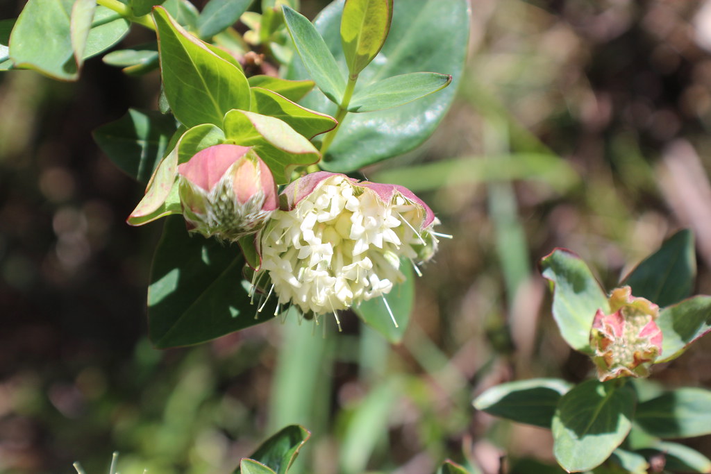 Pimelea ligustrina subsp. ciliata (Fringed Rice-Flower) | Flickr