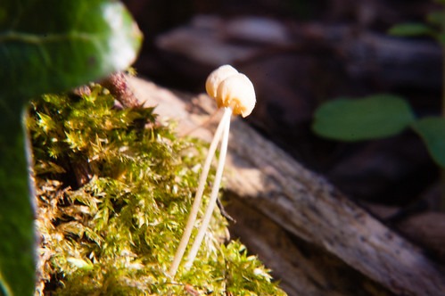 Small slender mushroom