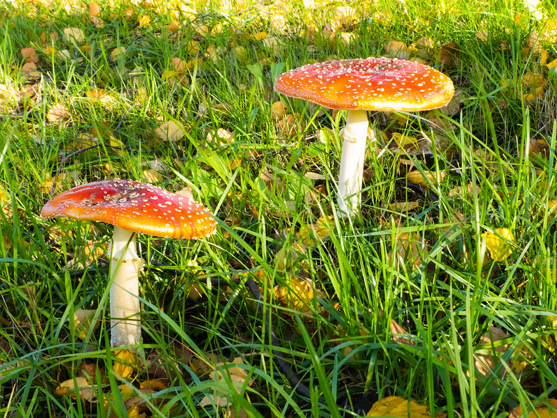 Fly agaric